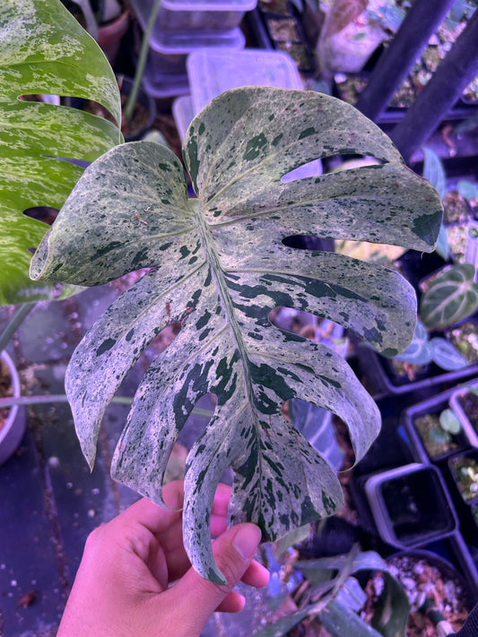 Monstera Vietciosa (5 Leafs)