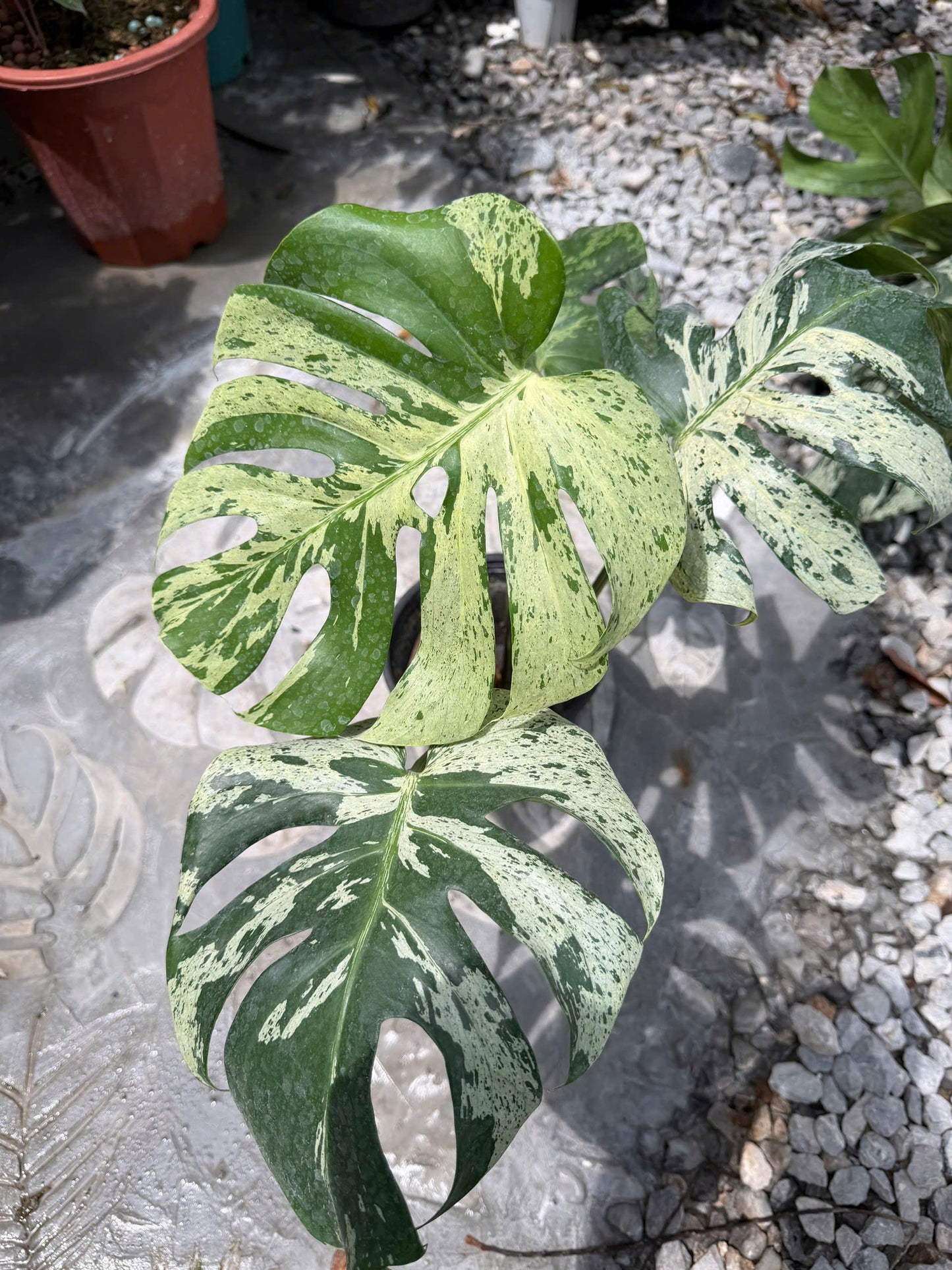 Monstera Vietciosa