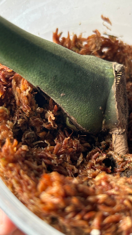 Monstera Matcha Mint