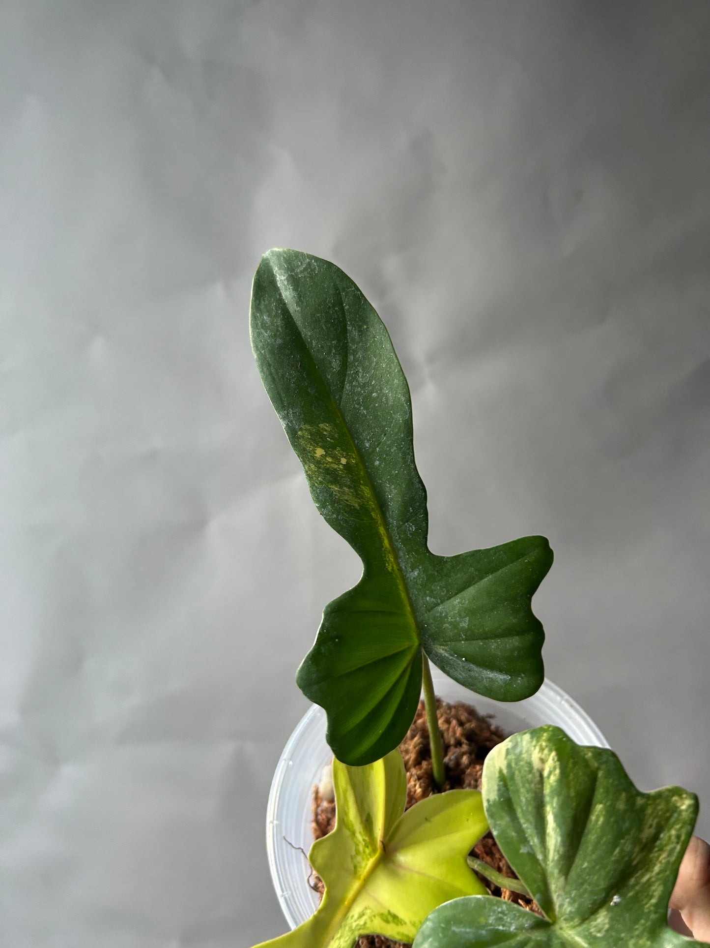 Philodendron Florida Beauty x Mayoi