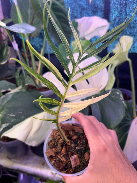 Philodendron Tortum Variegated Mid Cut