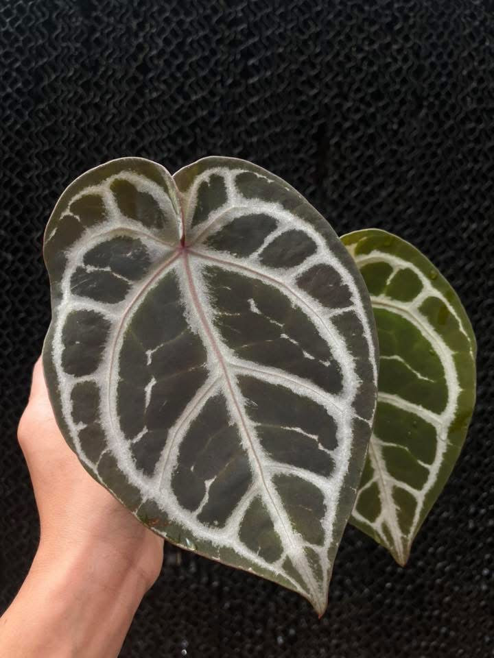 Anthurium ( SKG Pink Lemonade x RC ) x Anthurium ( Michelle Long Form x Zara) by Han Kirok
