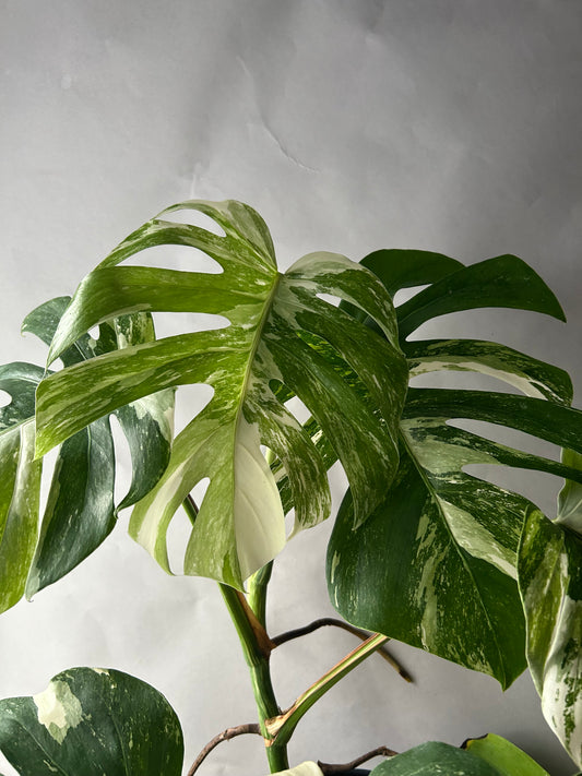 Monstera Albo