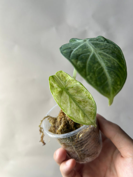 Alocasia Ninja Splash Tricolor