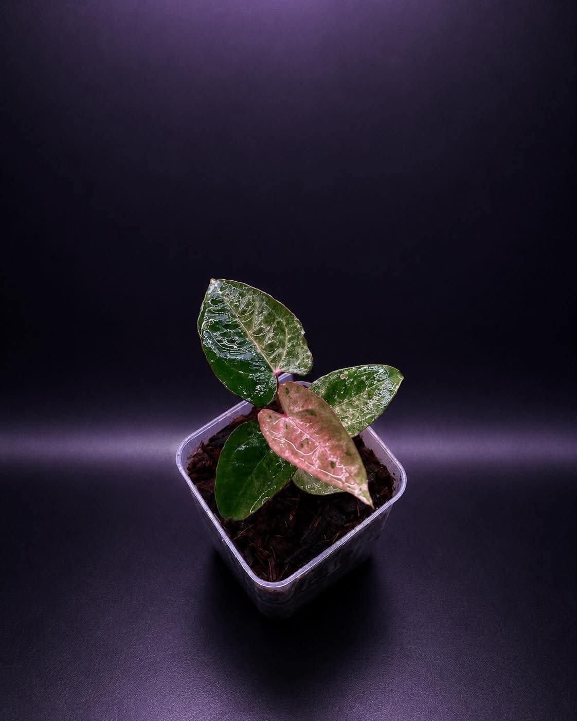 Variegated Anthurium ( Crystallium x Michelle) x ( BVEP x RL)