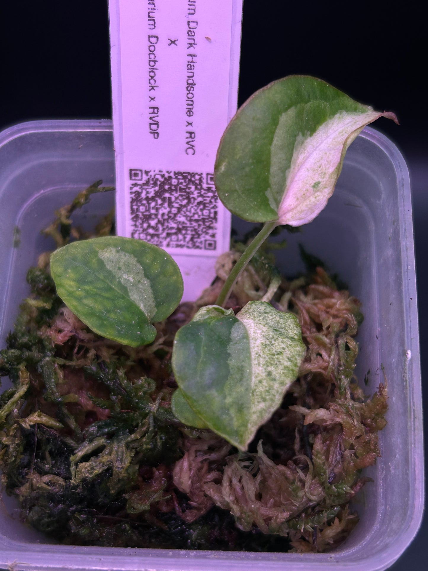 Anthurium ‘Mr. Patrick Star’ TN-002