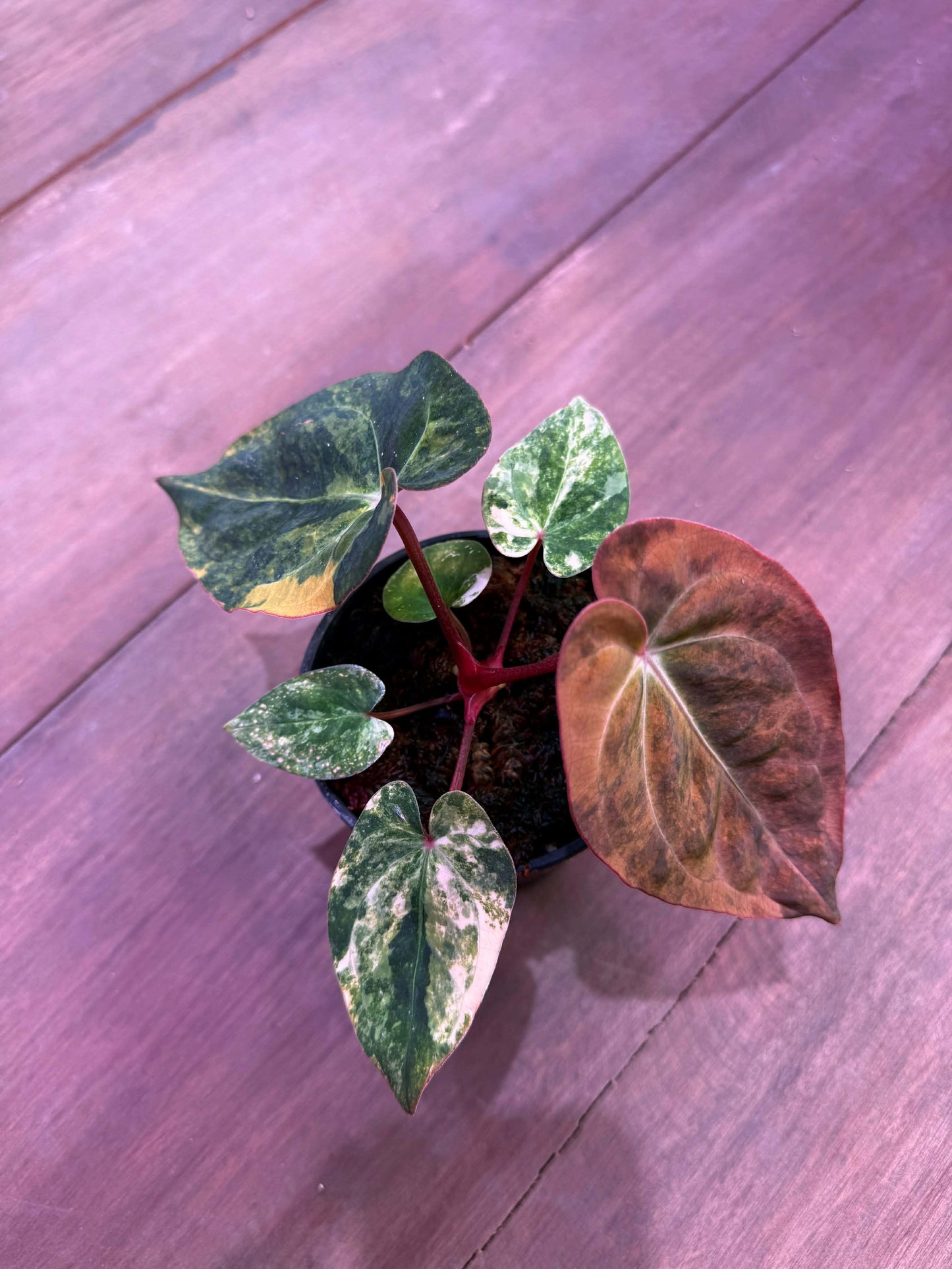 Anthurium Pap x ( Carla x AOS ) by Han Kirok