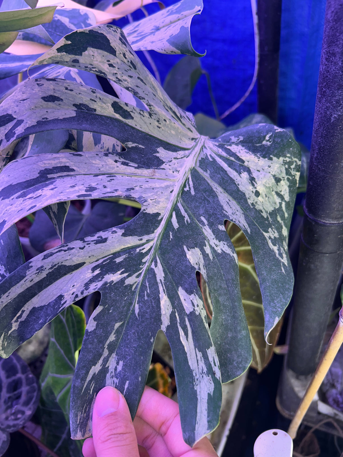 Monstera Bulbasaur XXL (5 Leafs)