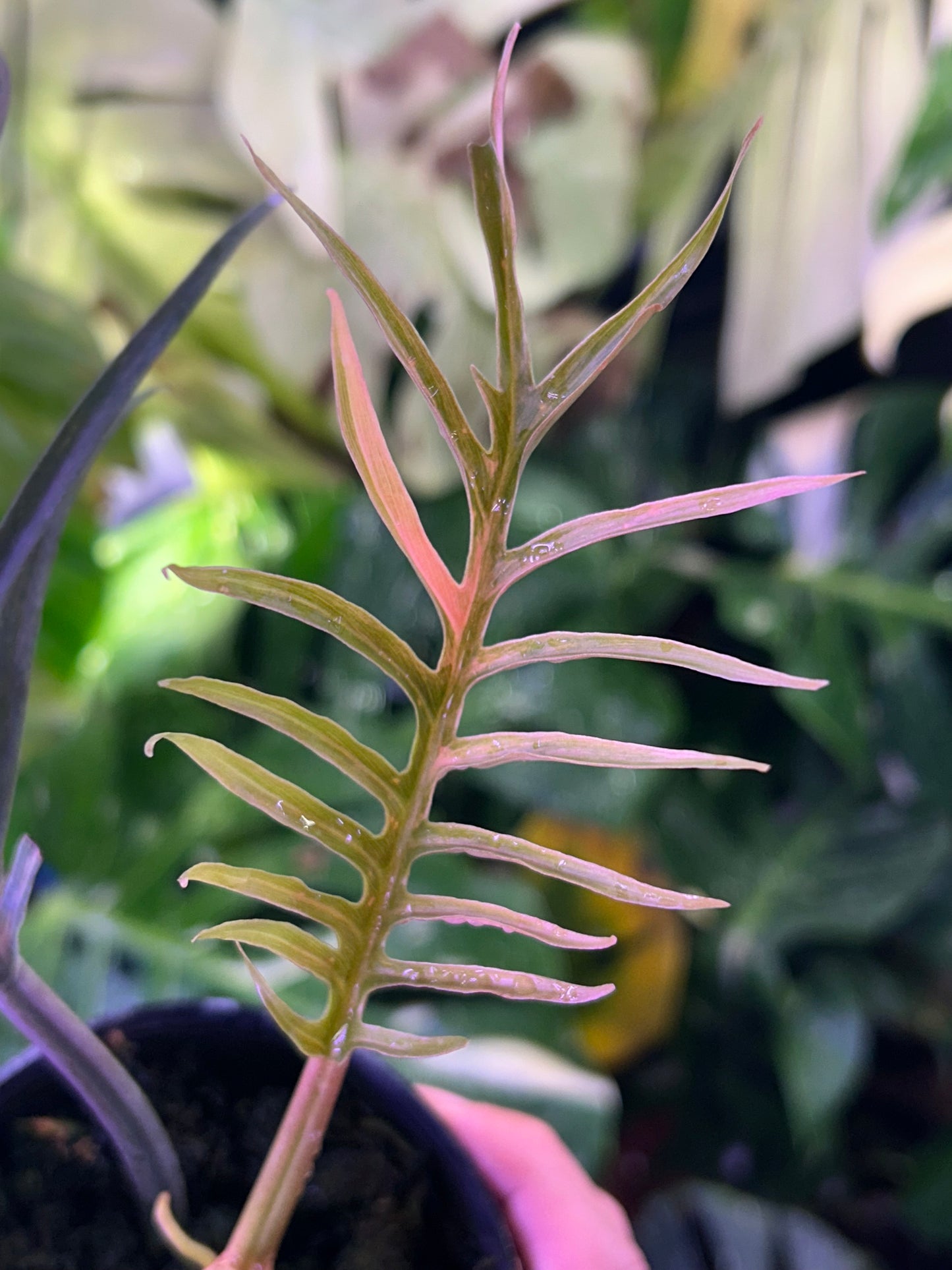 Philodendron Tortum Variegated