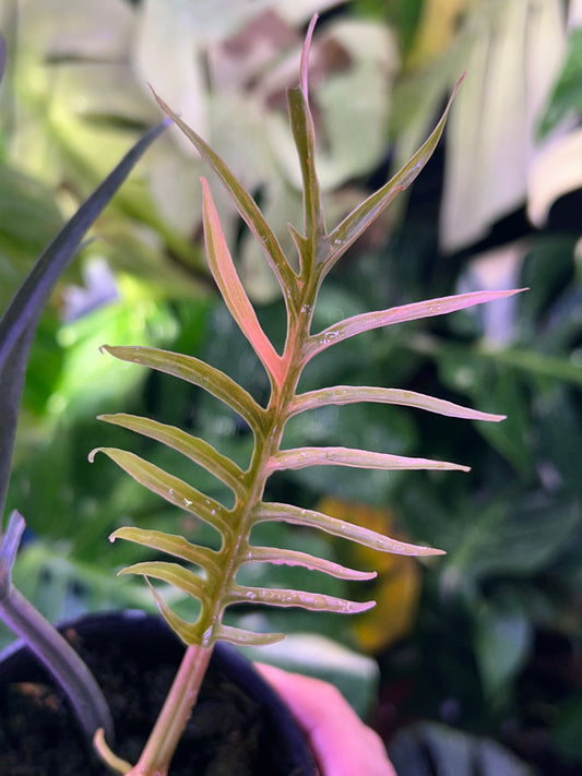 Philodendron Tortum Variegated