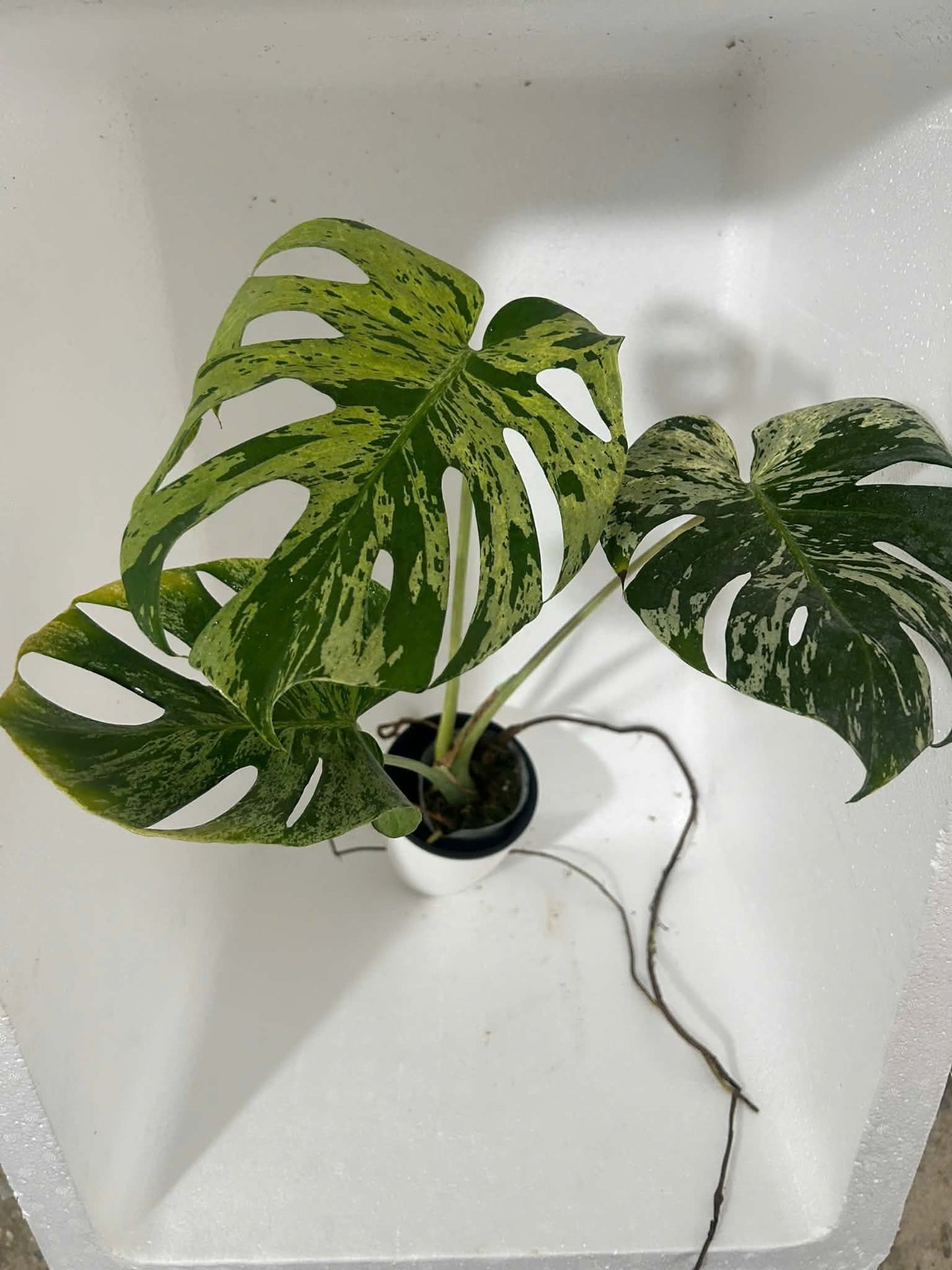 Monstera Bulbasaur XXL