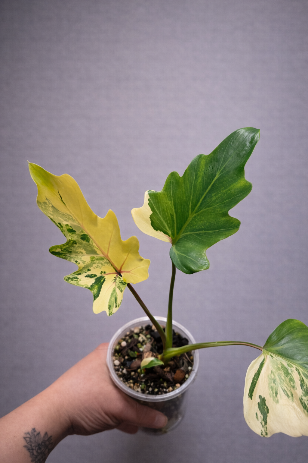 Philodendron Williamsii Variegated