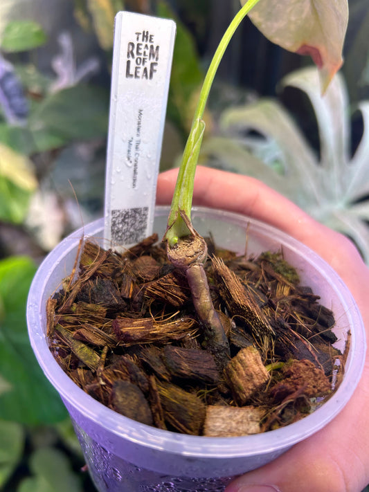 Monstera Thai Constellation Miracle Cutting