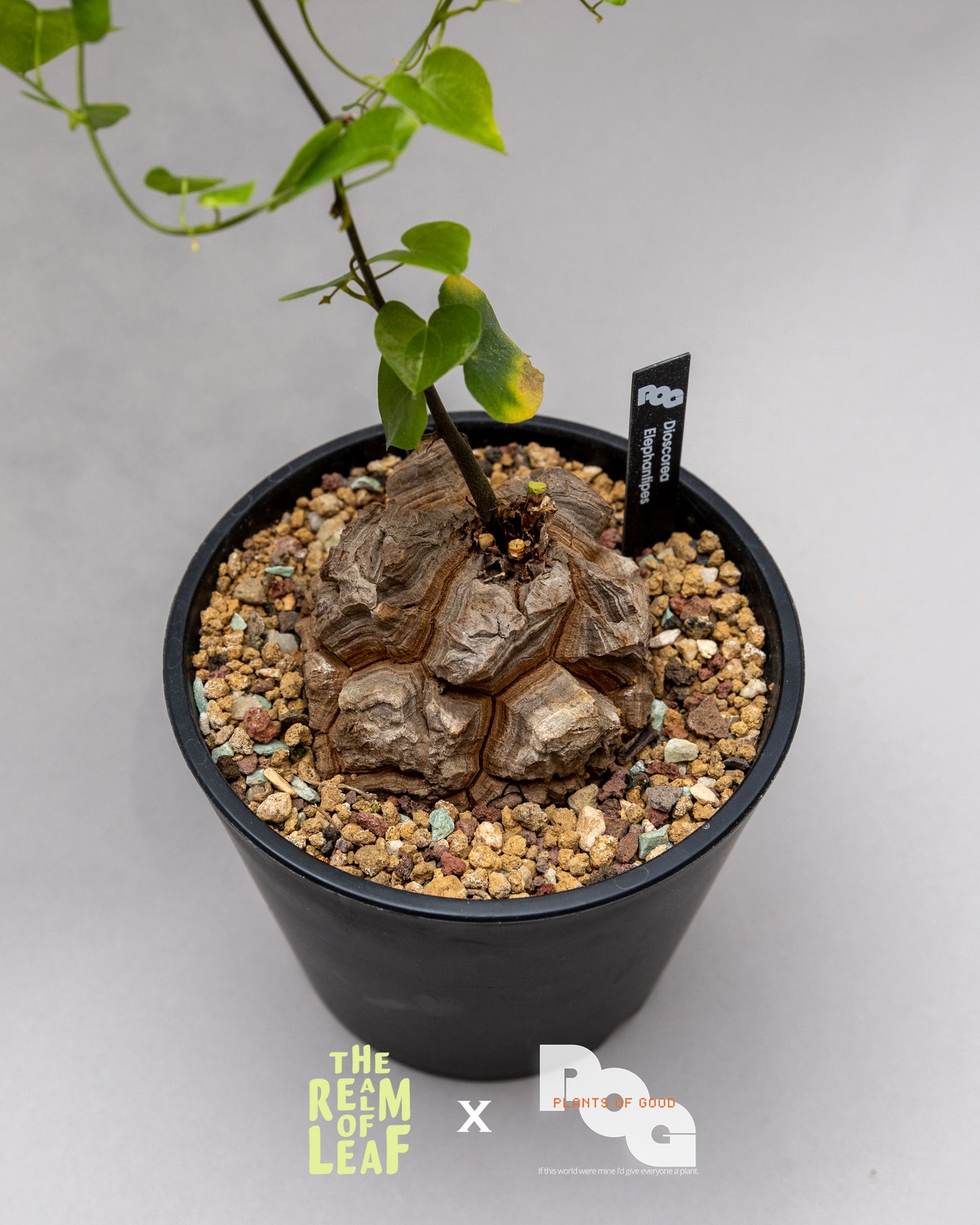 Dioscorea Elephantipes