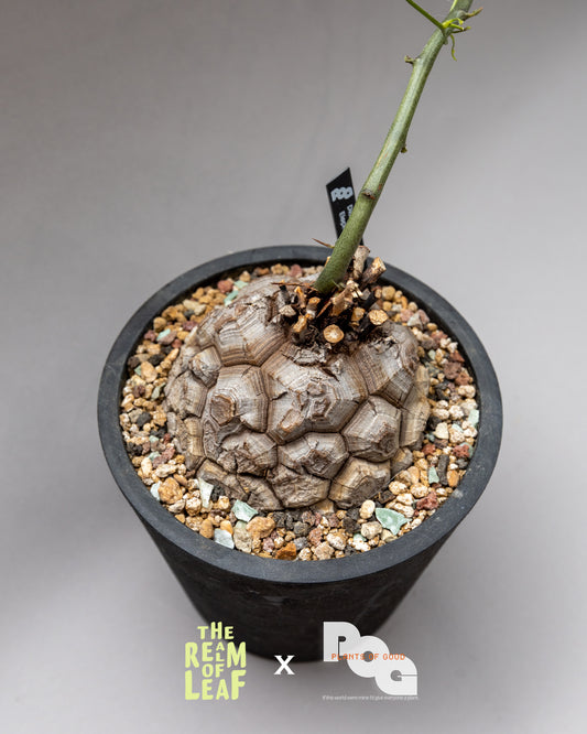 Dioscorea Elephantipes