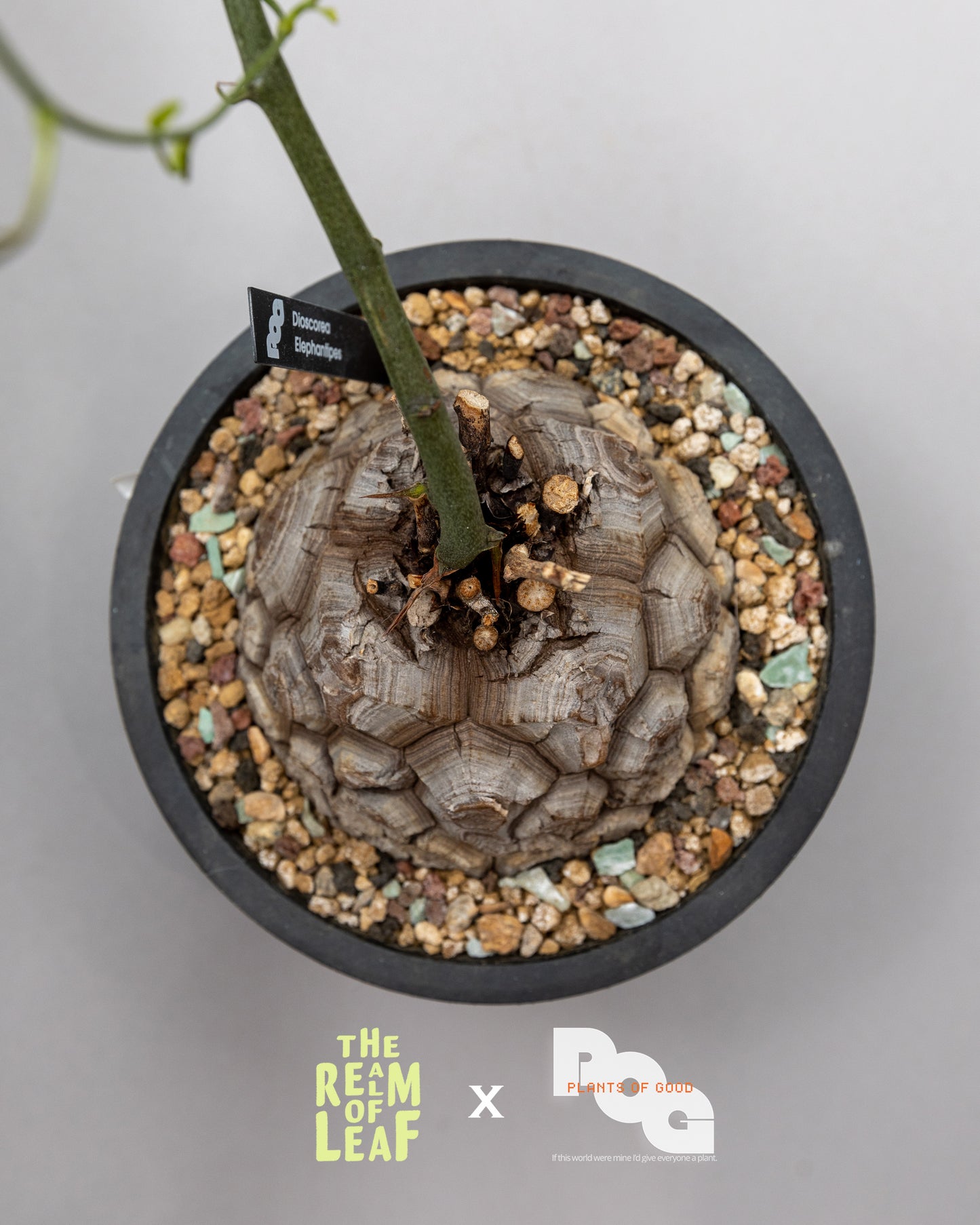 Dioscorea Elephantipes