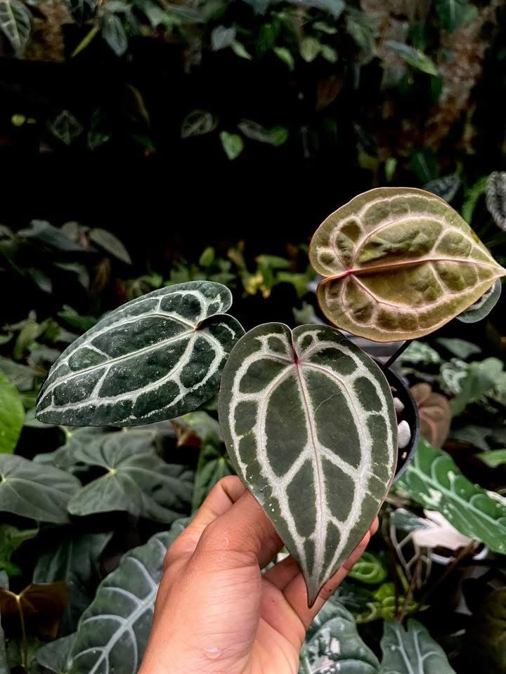 Anthurium Wonderboy x (Zara x Michelle) by Han Kirok