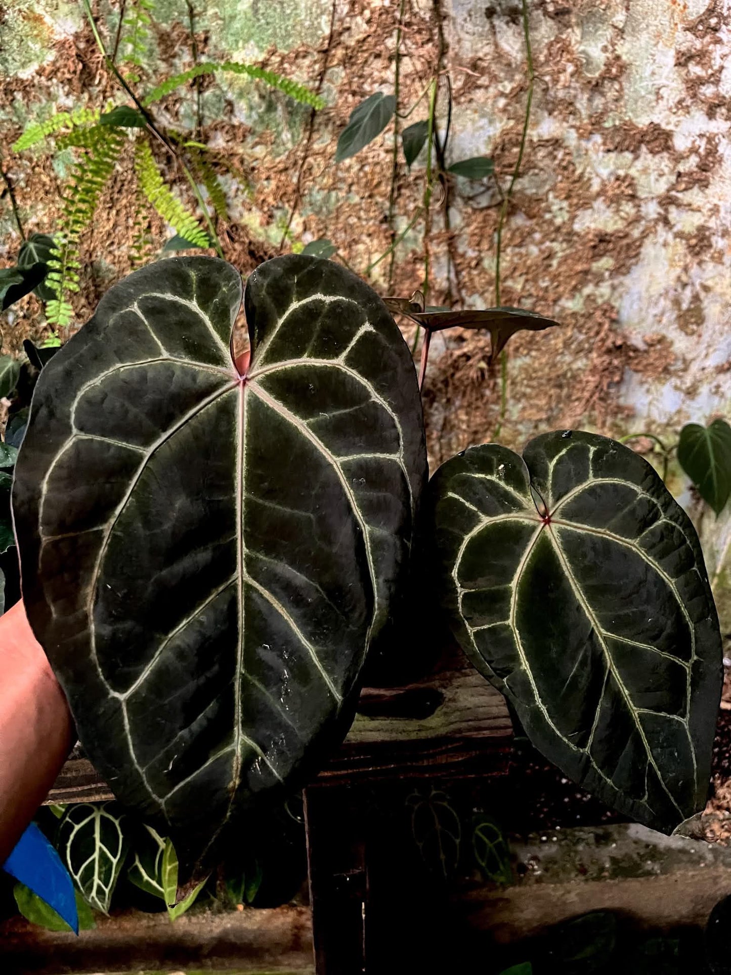 Anthurium Dreamweaver S1 x AOS by Han Kirok
