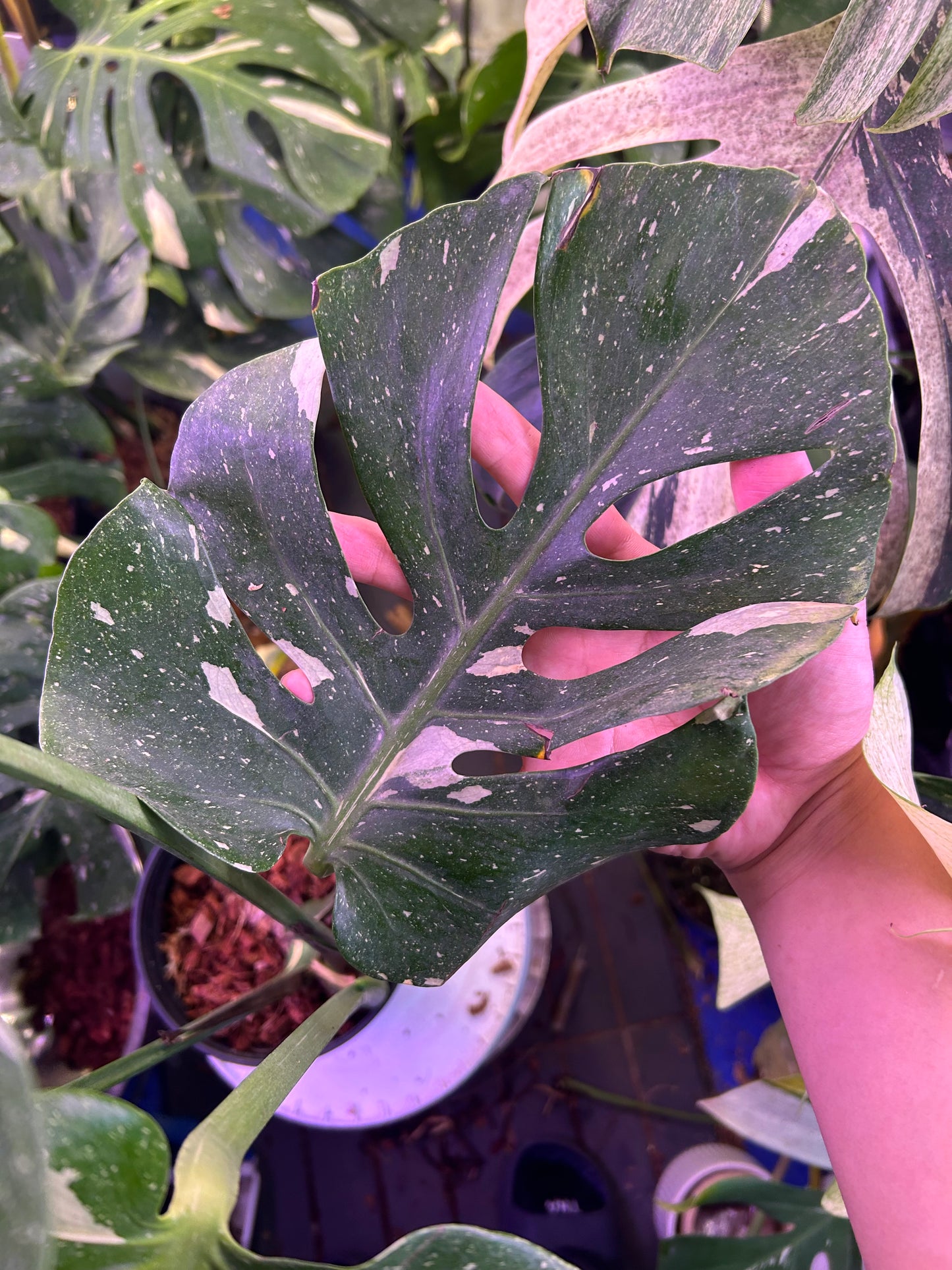 Monstera Fishbone