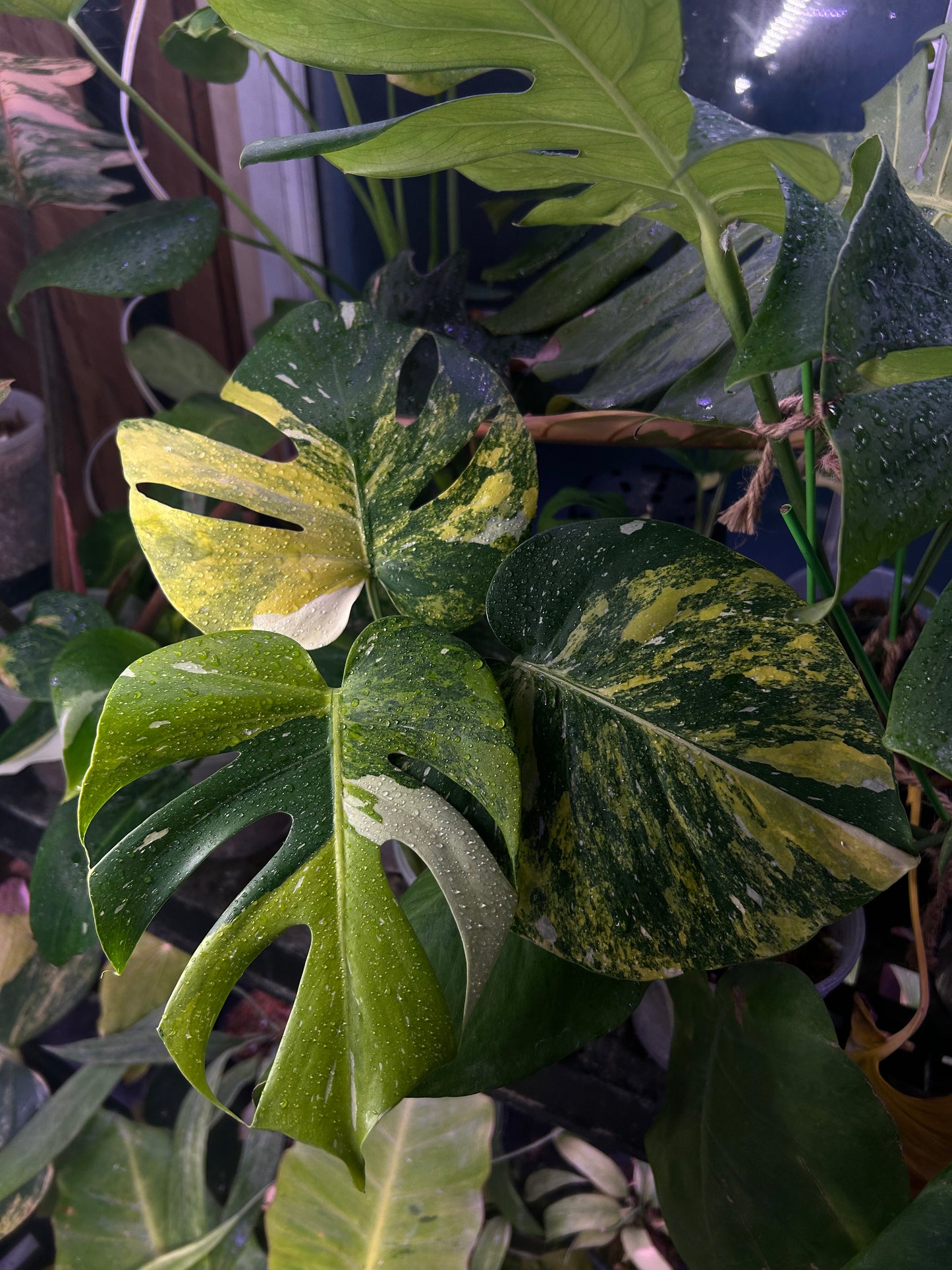 Monstera Thai Constellation “Miracle”