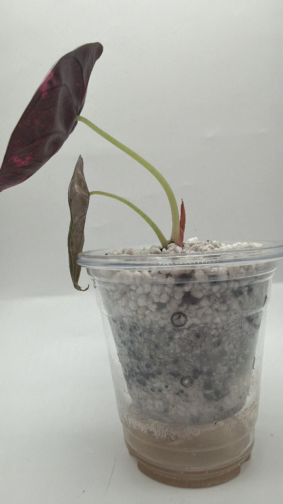 Alocasia Cuprea True Pink ( Corm Grow )