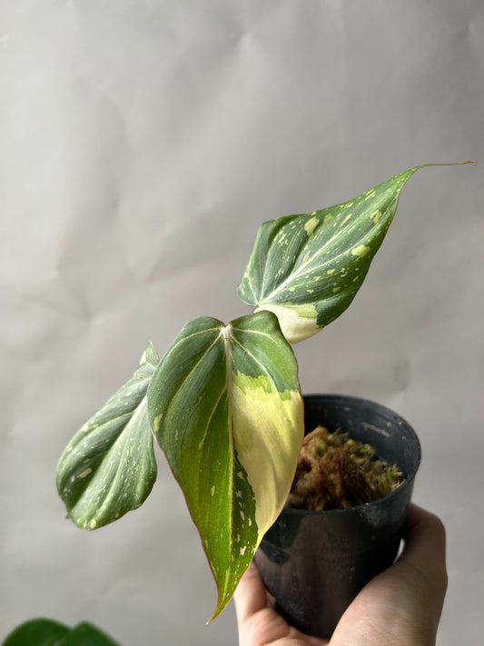 Philodendron Gloriosum Tricolor aka Galaxy