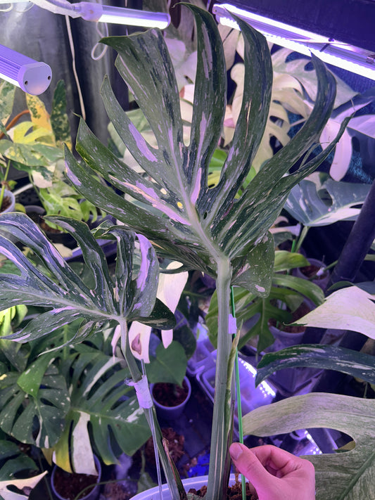 Monstera Medusa
