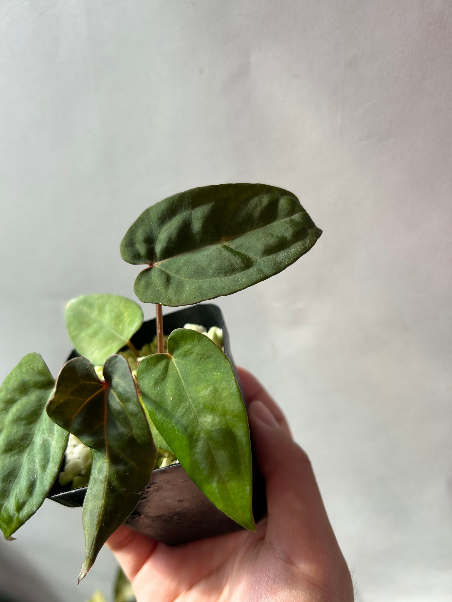 Anthurium Red Chocolate x (Ree Garden x RL )
