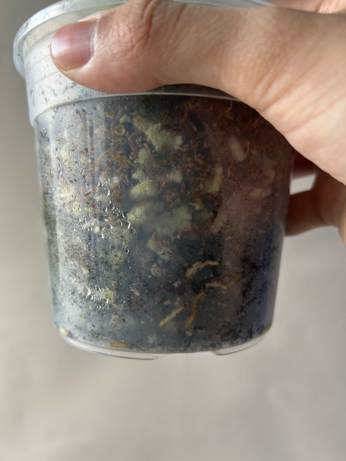 Monstera Deliciosa Green On Green