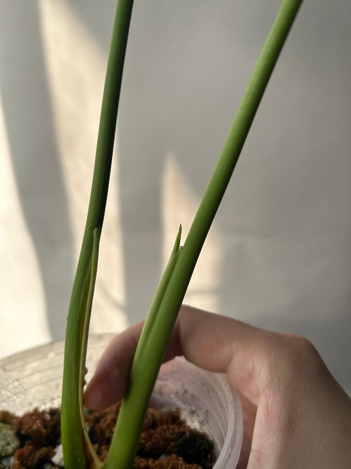 Monstera Deliciosa Green-on-Gree