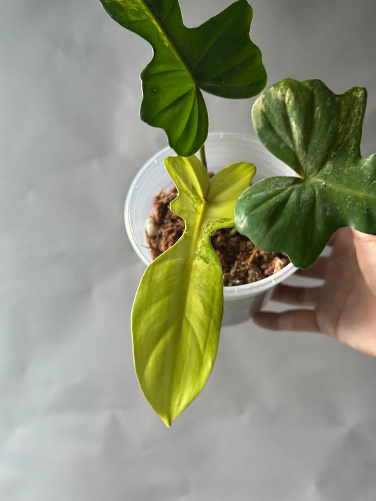 Philodendron Florida Beauty x Mayoi