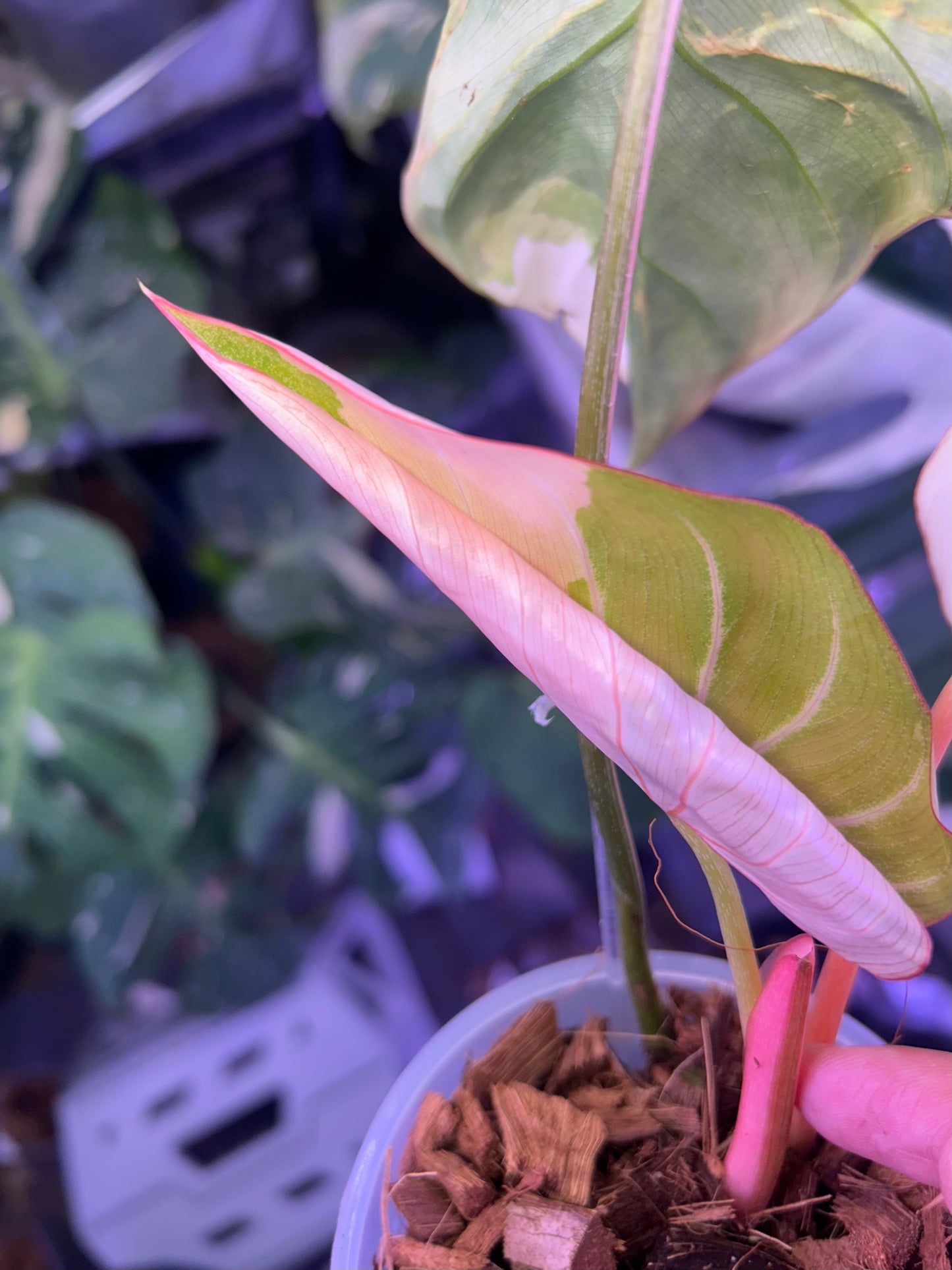 Philodendron Gloriosum Albo Type 1