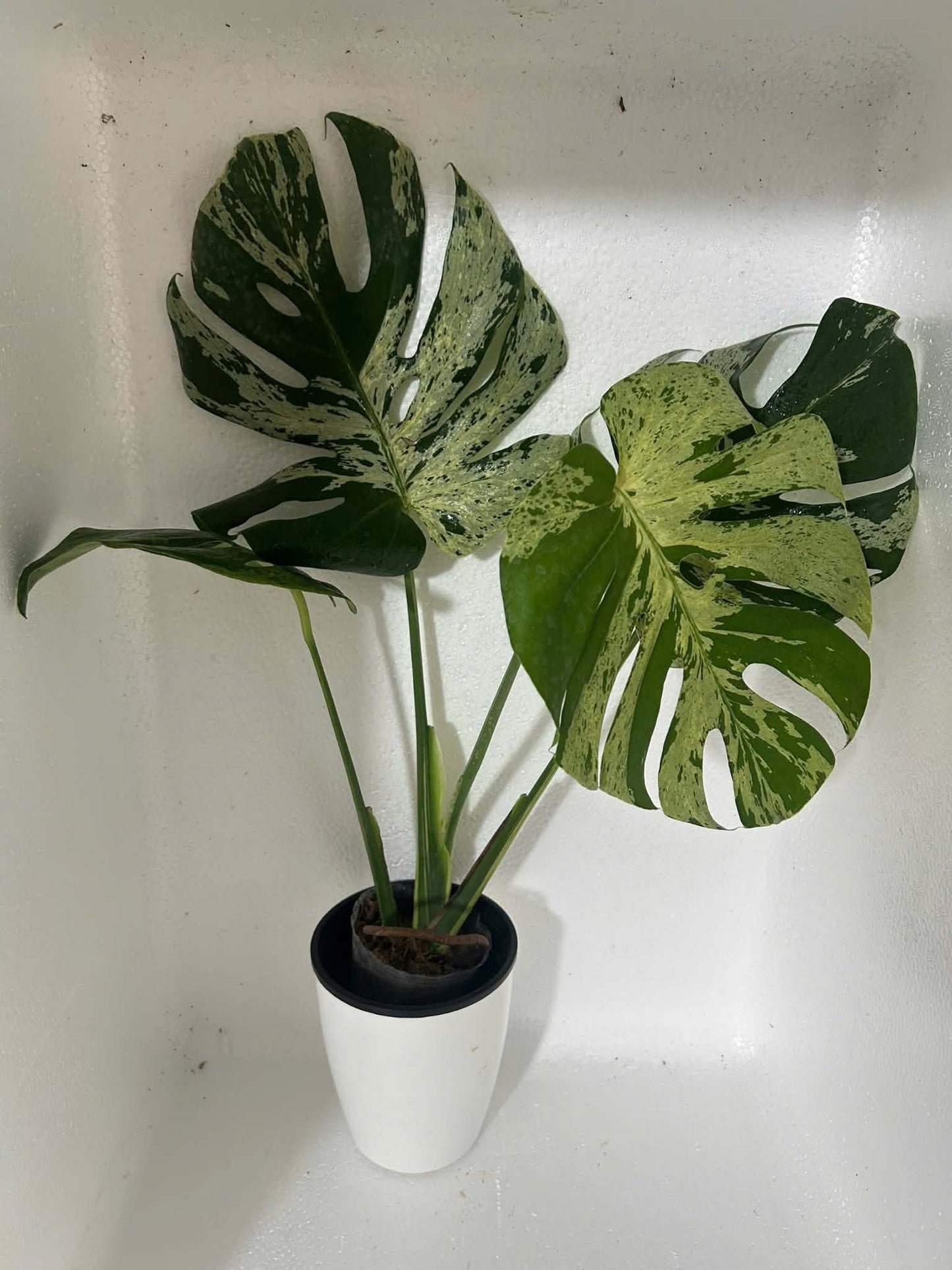 Monstera Vietciosa XXL