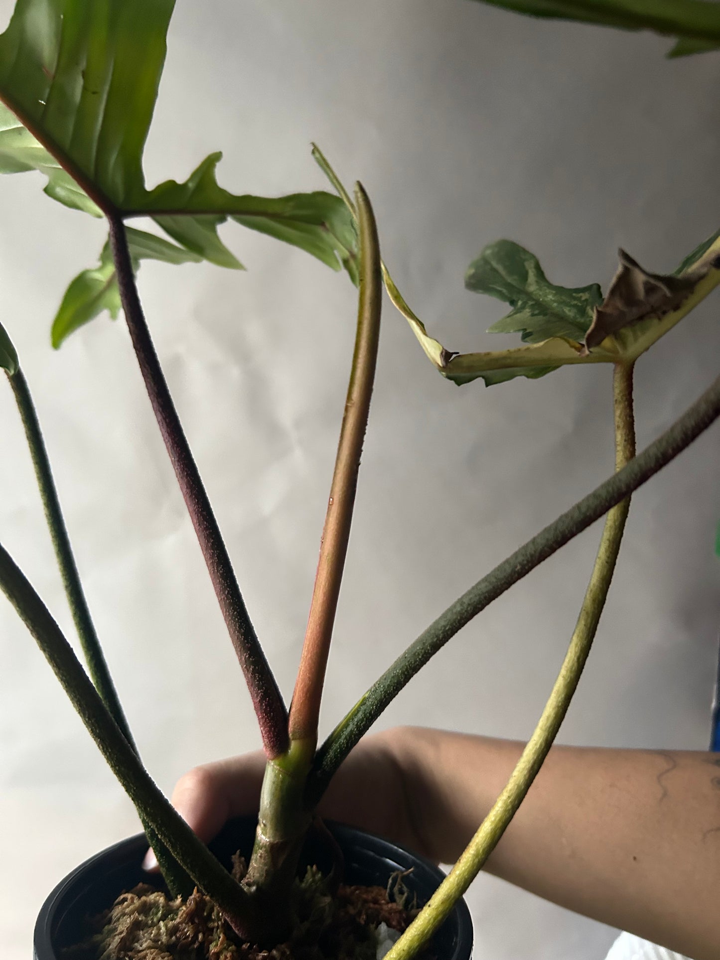 Philodendron Florida Beauty