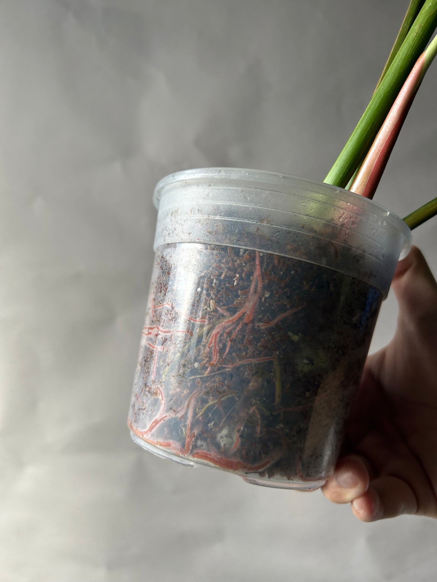 Philodendron Pastazanum Albo Type 1