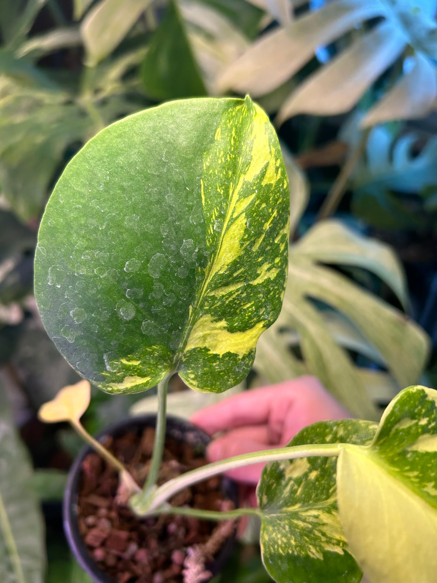 Monstera Deliciosa Electrolytes