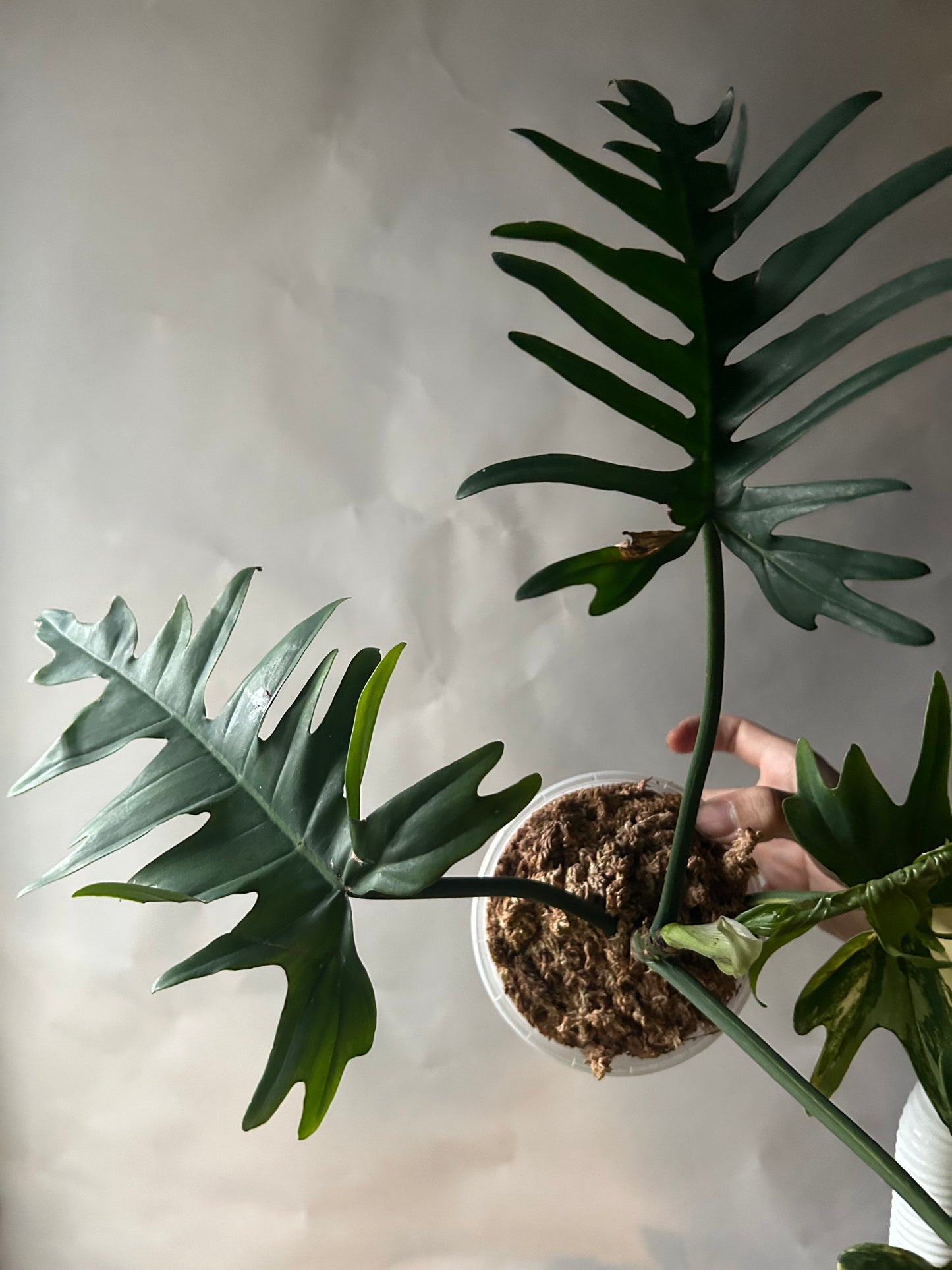 Philodendron Florida Beauty x Tortum