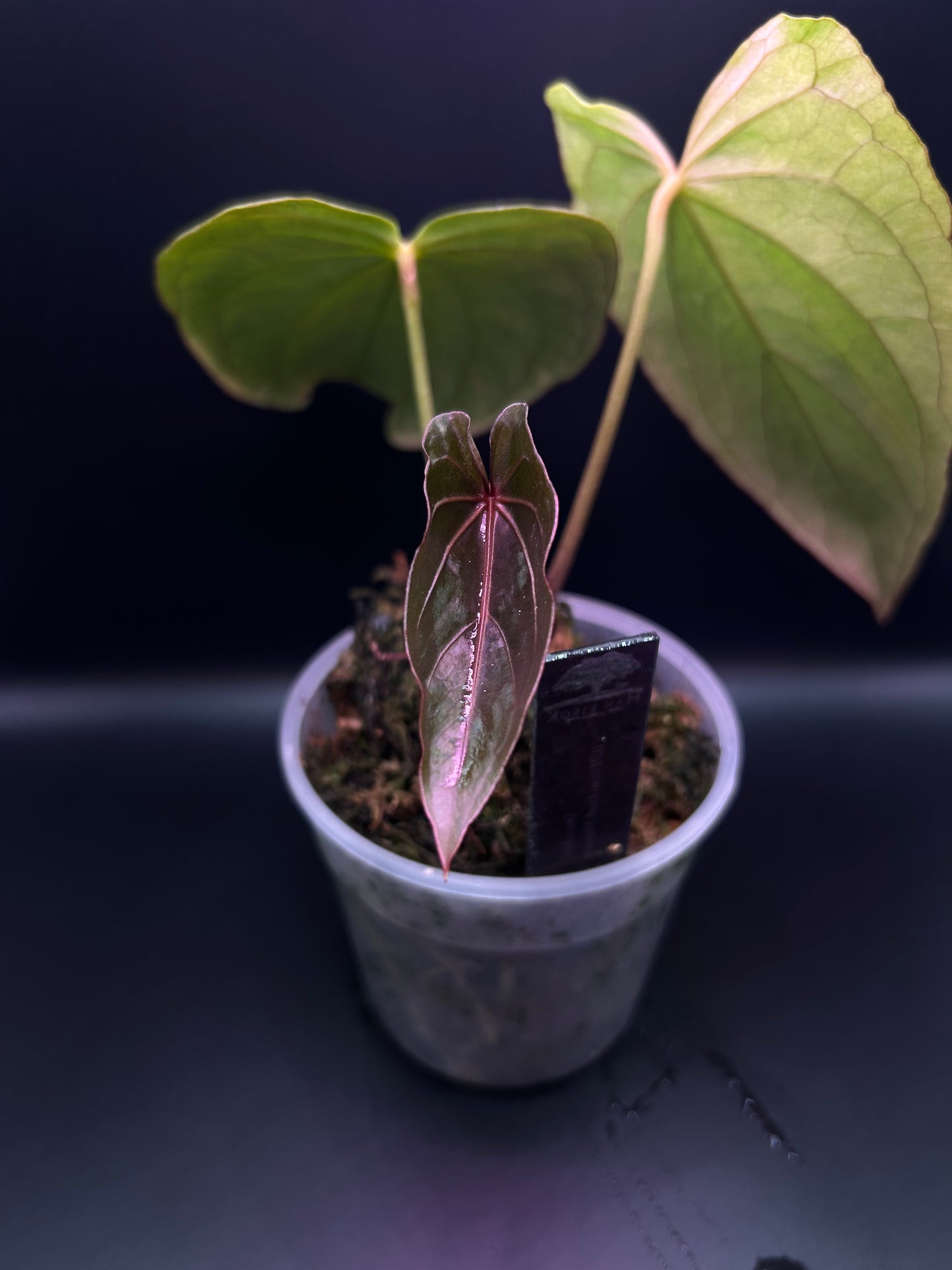 Pink Mint Variegated Anthurium Dressleri x RVDP S1 from Han Kirok