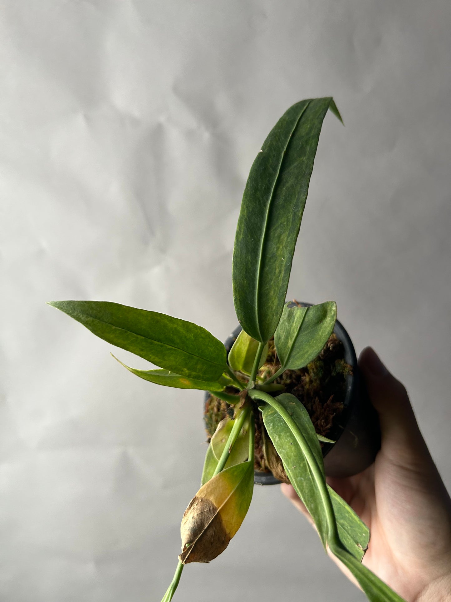 Anthurium Vittarifolium Variegated