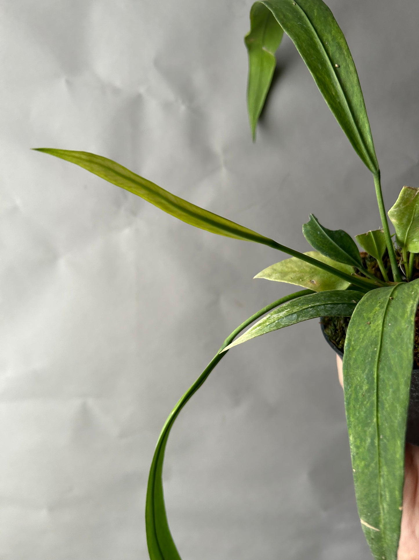 Anthurium Vittarifolium Variegated