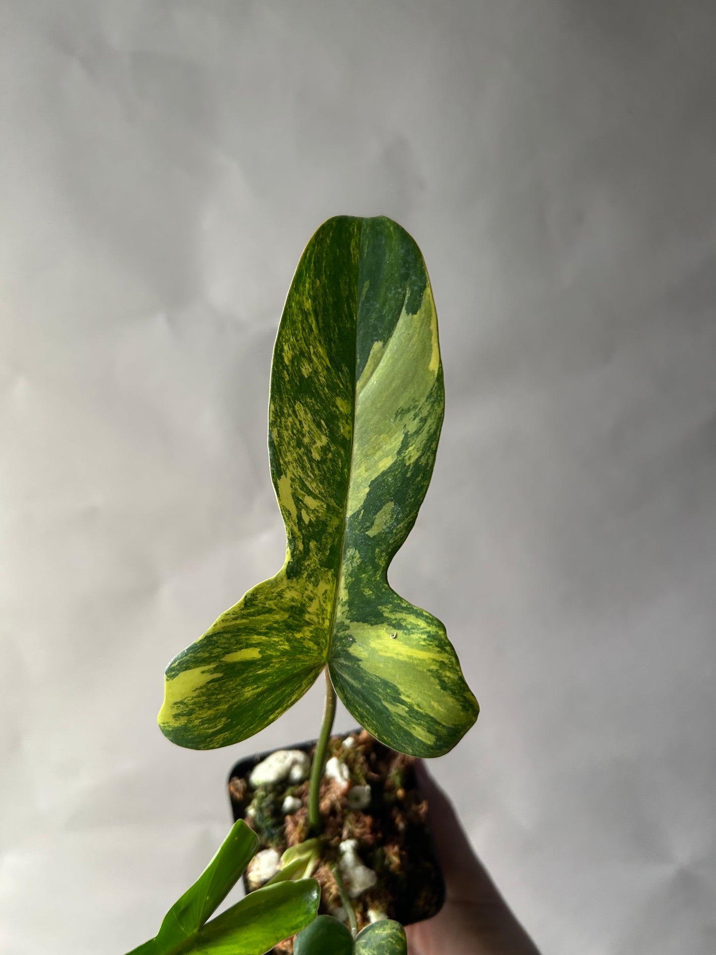 Philodendron Florida Beauty x Mayoi