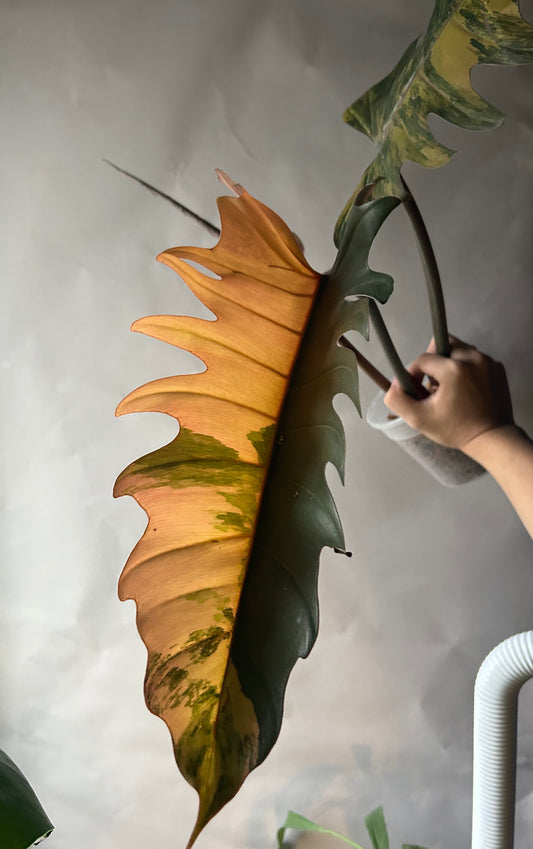 Philodendron Caramel Marble