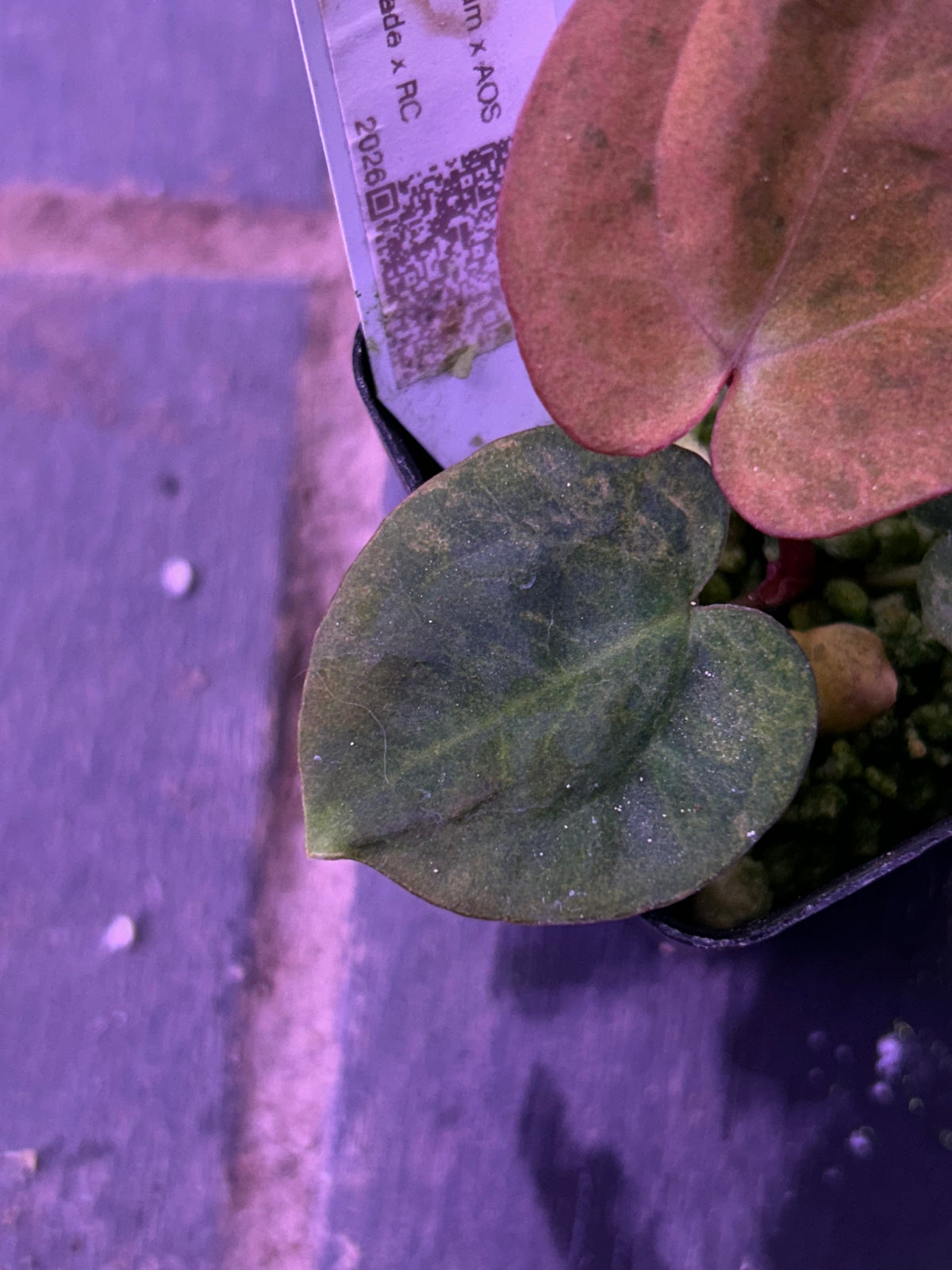 Selected - Variegated (Crystallium x AOS) x (SKG Pink Lemonade x RC) by TN