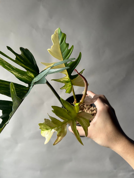 Philodendron Florida Beauty x Tortum