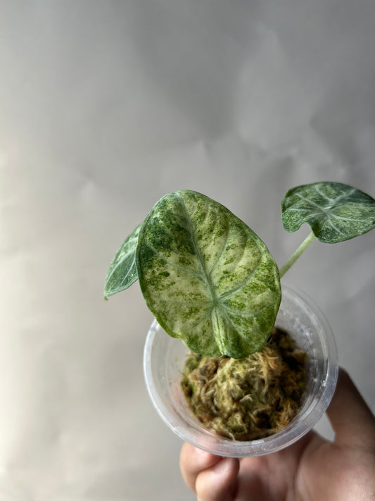 Alocasia Ninja Tricolor Splash