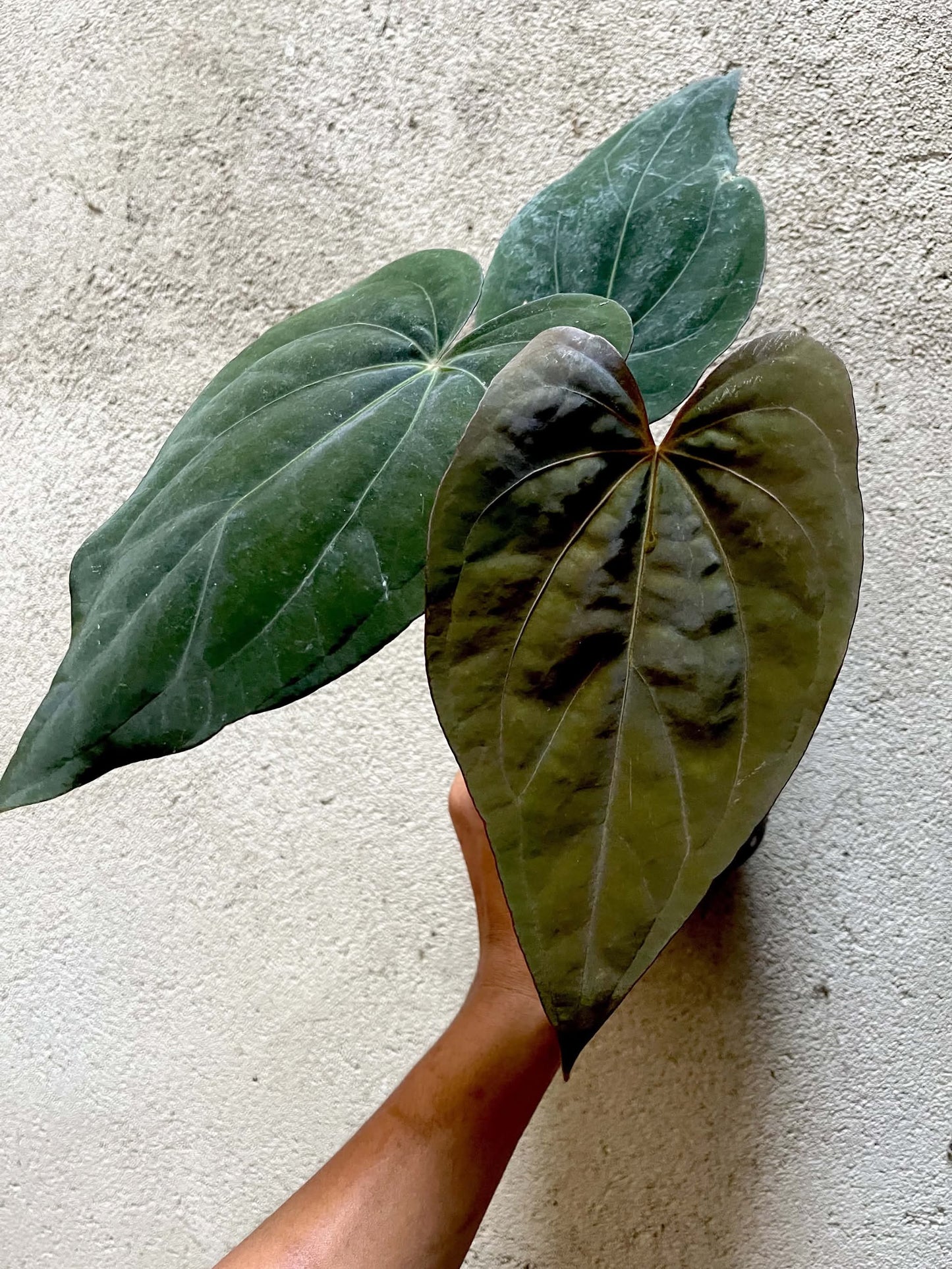 Anthurium Dressleri x RVDP by Han Kirok