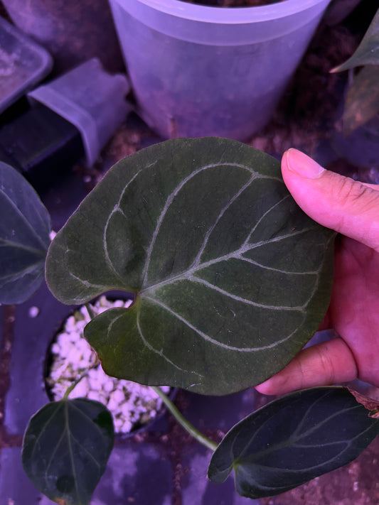 Anthurium King Of Spade