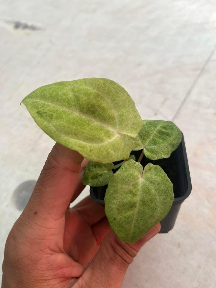 Variegated Anthu ( Docblock x RVDP) Var x Anthu Pap Var by Han Kirok