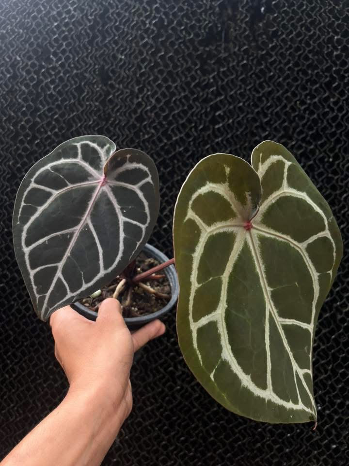 Anthurium ( SKG Pink Lemonade x RC) x Anthu ( Michelle Long Form x Zara) by Han Kirok