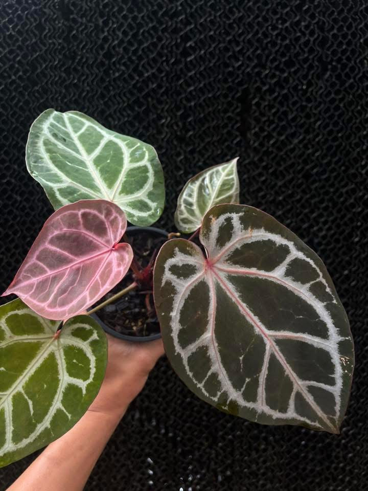 Anthurium ( SKG Pink Lemonade x RC ) x Anthurium ( Michelle Long Form x Zara ) Selected by Han Kirok